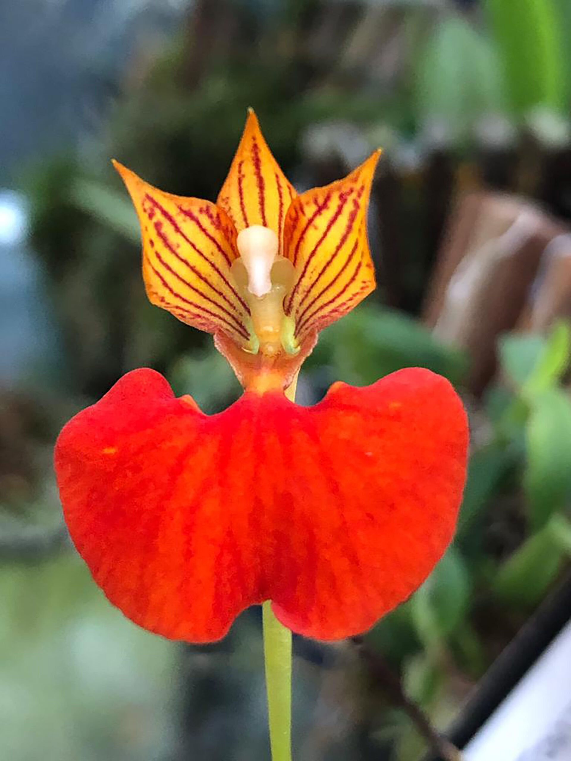 Orquídeas de todas as cores, tamanhos e formas em exposição no Mercado Público de Porto Alegre