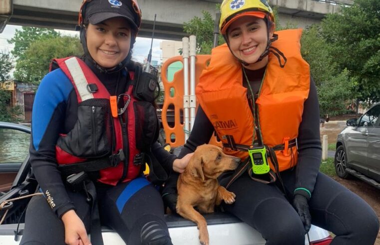 Grupo de Resgate Animal do UniBH viaja ao Rio Grande do Sul para auxílio às vítimas das enchentes no estado