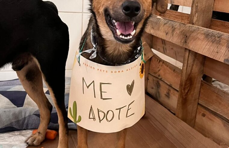 Hilton Porto Alegre promove feira de adoção de cachorros resgatados das enchentes