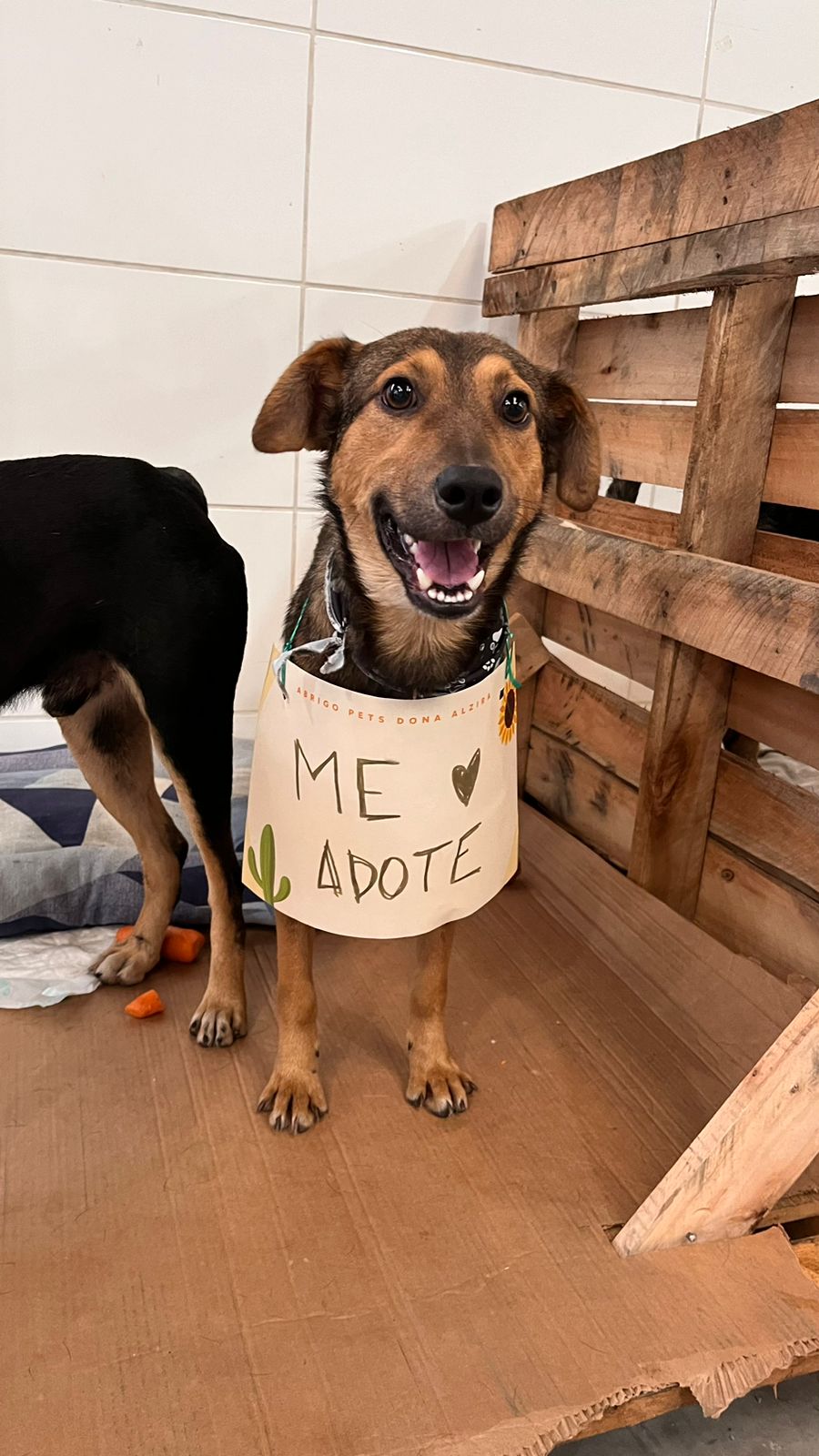 Hilton Porto Alegre promove feira de adoção de cachorros resgatados das enchentes