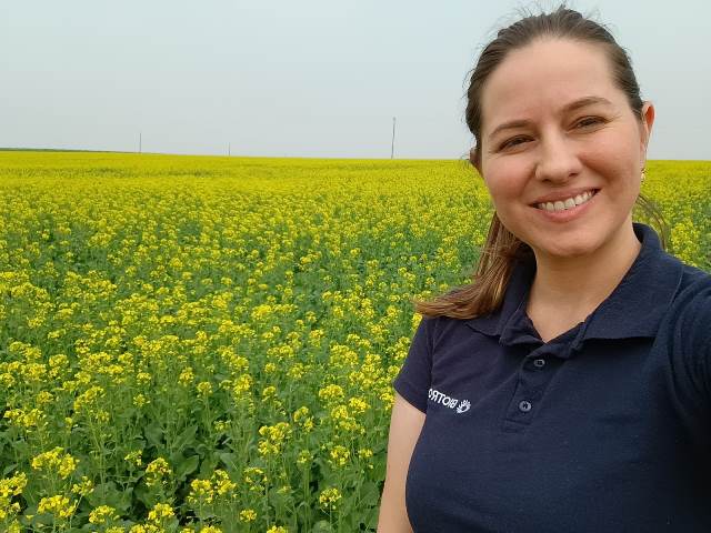 Cultivo de canola cresce no Sul e insumos biológicos impulsionam produtividade
