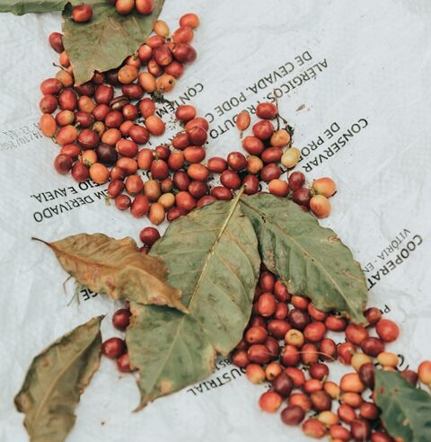 Maior evento de cafés do Sul do Brasil começa nesta sexta-feira, no BarraShoppingSul