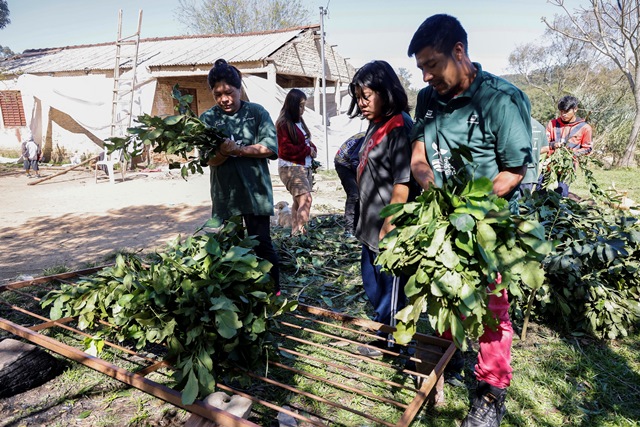 No Dia do Gaúcho, aldeia Guarani em Porto Alegre celebra Carijo inédito e reafirma a origem do chimarrão
