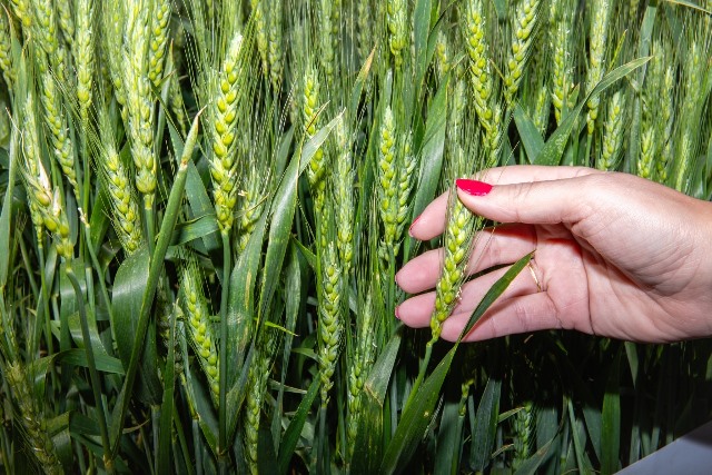Dia de Campo SCV – Conhecimento, novas cultivares e experiências