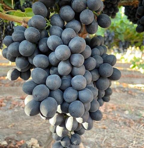 Projeto Vinho, da Acadian, conecta bioestimulação, produtividade e excelência enológica