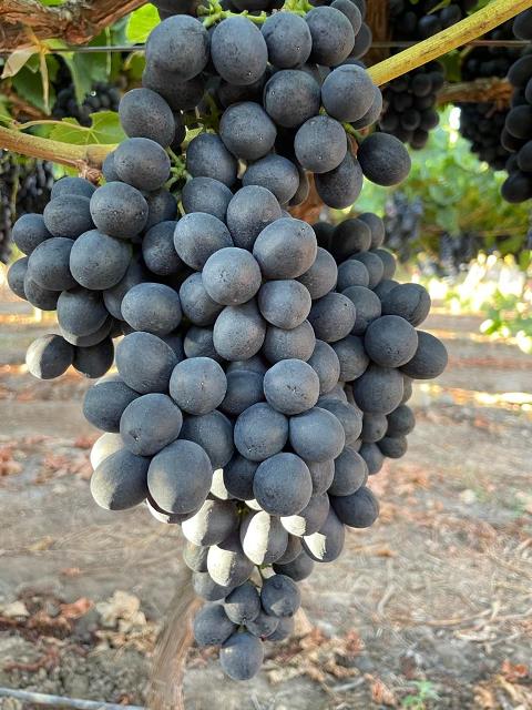 Projeto Vinho, da Acadian, conecta bioestimulação, produtividade e excelência enológica