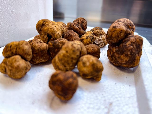 Temporada limitada de trufas Sapucay no Benjamin Osteria Moderna