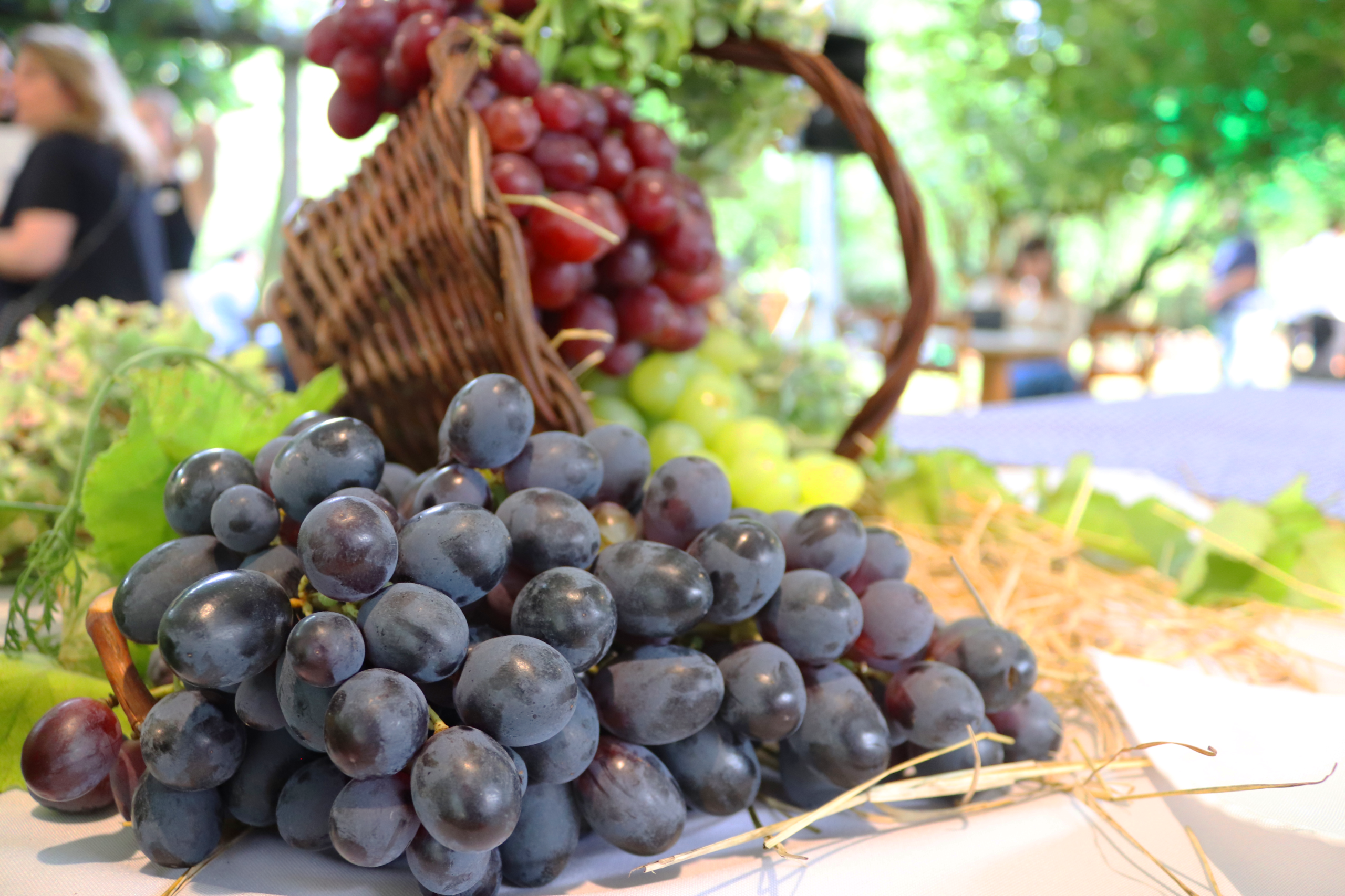 Programação do Veraneio da Vindima 2026 inicia nesta sexta em Garibaldi