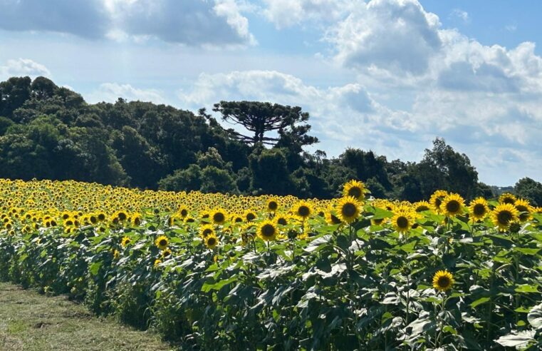 Girassóis emolduram a 4ª Festa das Safras da Vinícola Don Giovanni