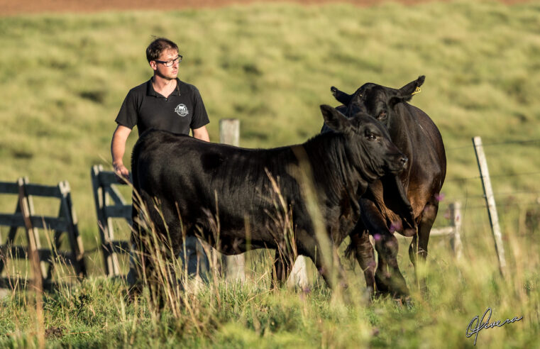 Rio Grande do Sul projeta maior delegação no Mundial Brangus 2026