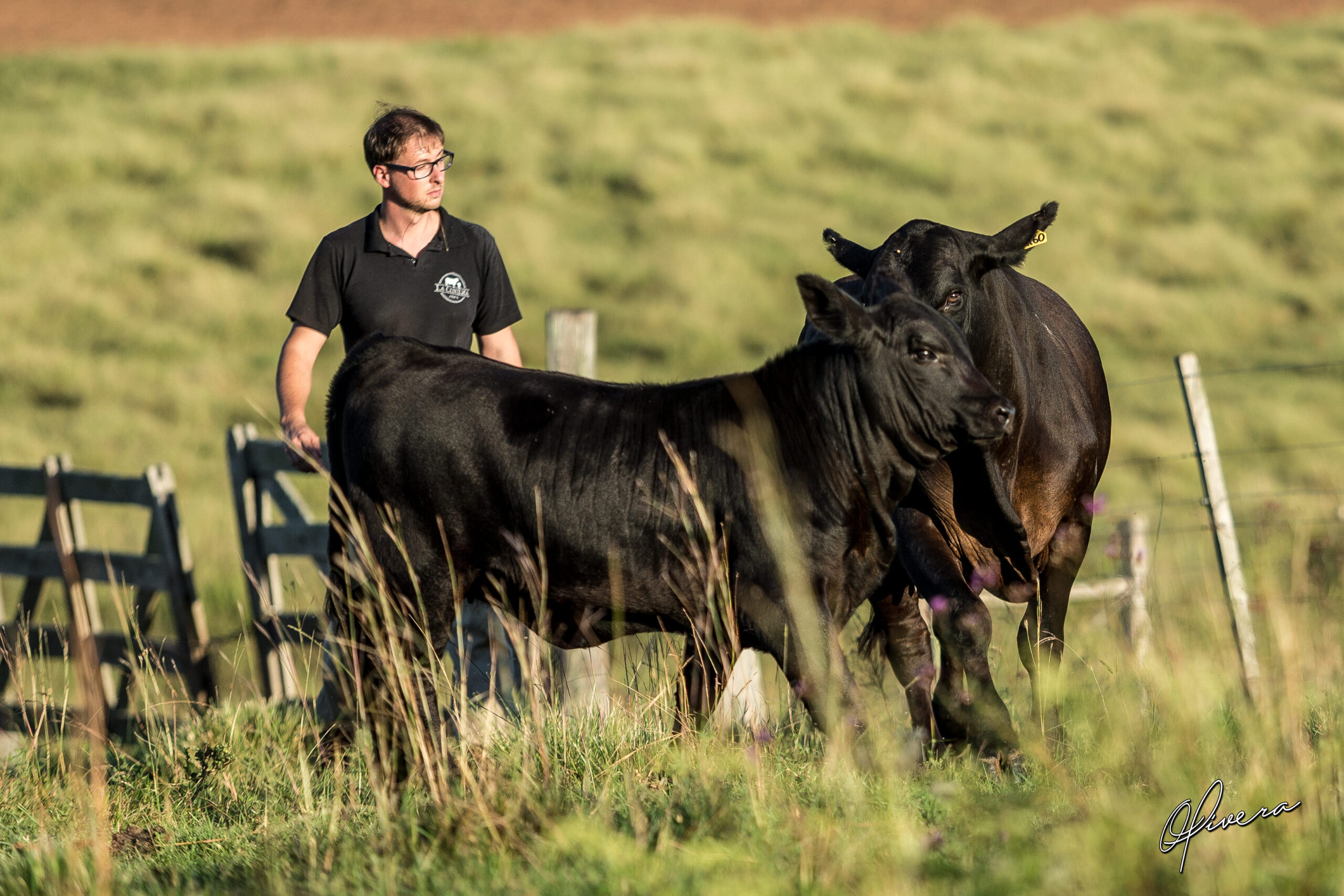 Rio Grande do Sul projeta maior delegação no Mundial Brangus 2026