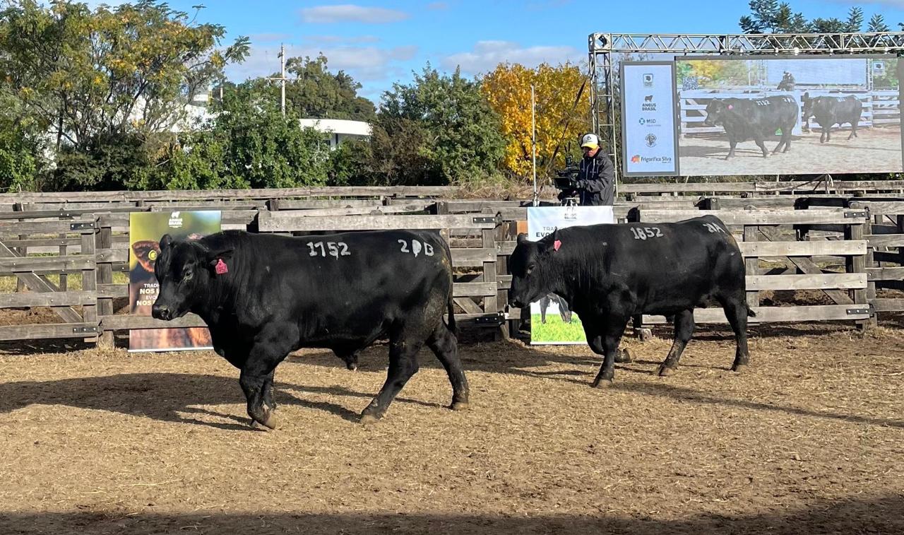 Rincon del Sarandy faz história em pista Ultrablack no ano de liquidação