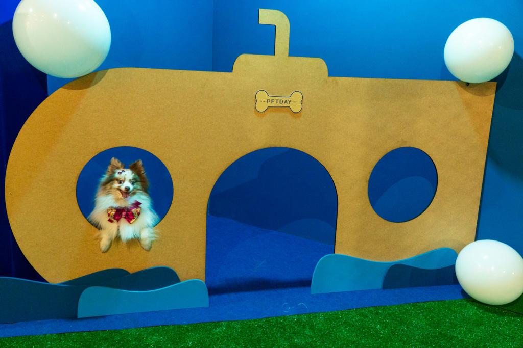Praia de Belas promove fim de semana dedicado aos pets no Orla do Praia