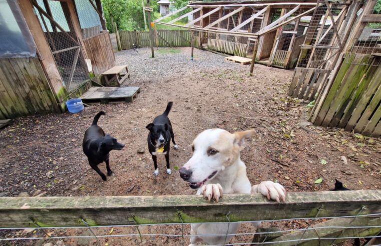 Com 350 animais sob seus cuidados, ONG 101 Viralatas busca apoio para manter abrigo em Viamão