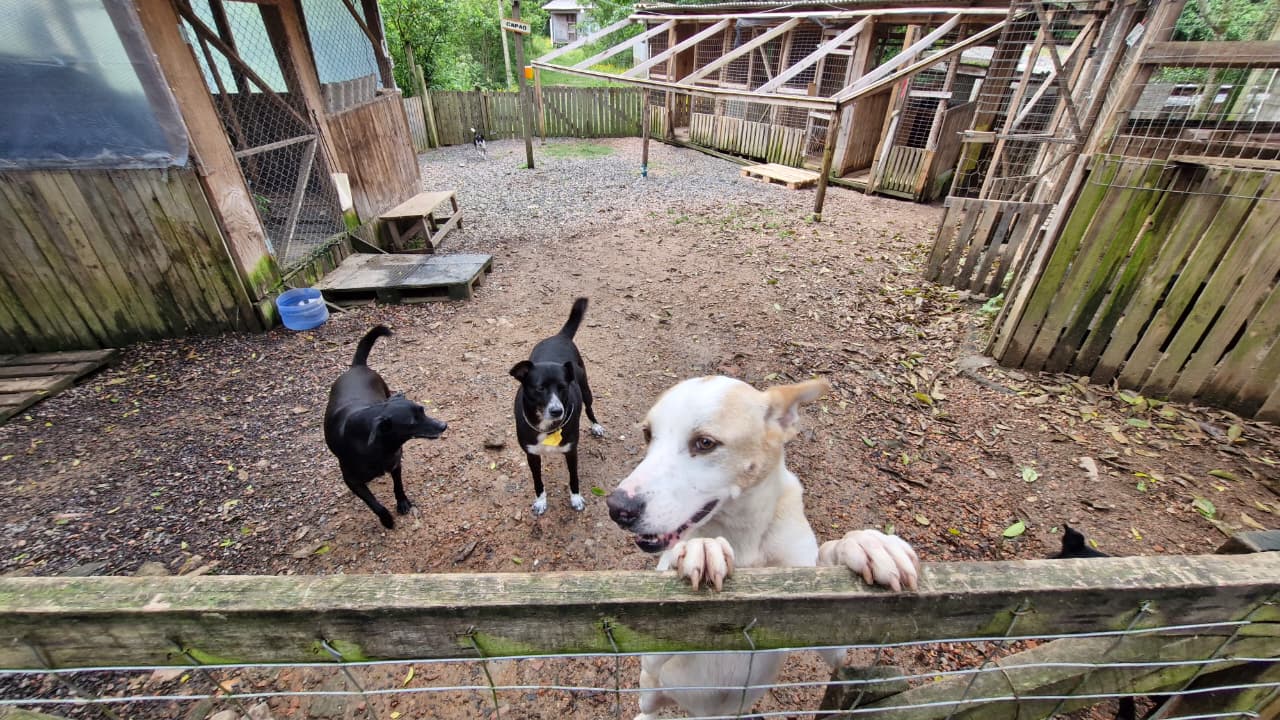 Com 350 animais sob seus cuidados, ONG 101 Viralatas busca apoio para manter abrigo em Viamão